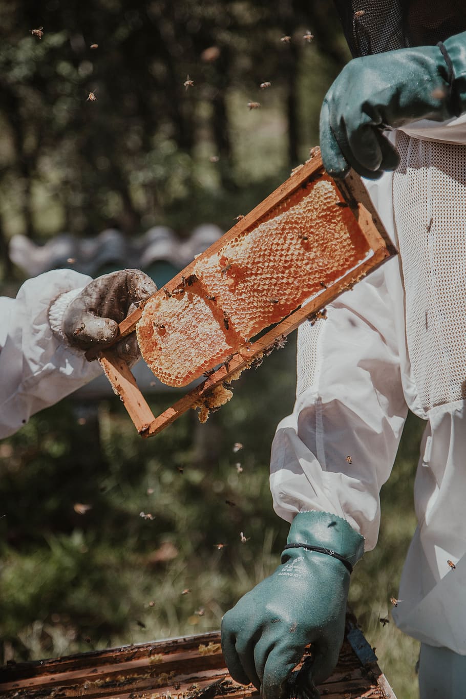 Person Holding Fresh Honeycomb, action, bee hive, beehive, beekeeping