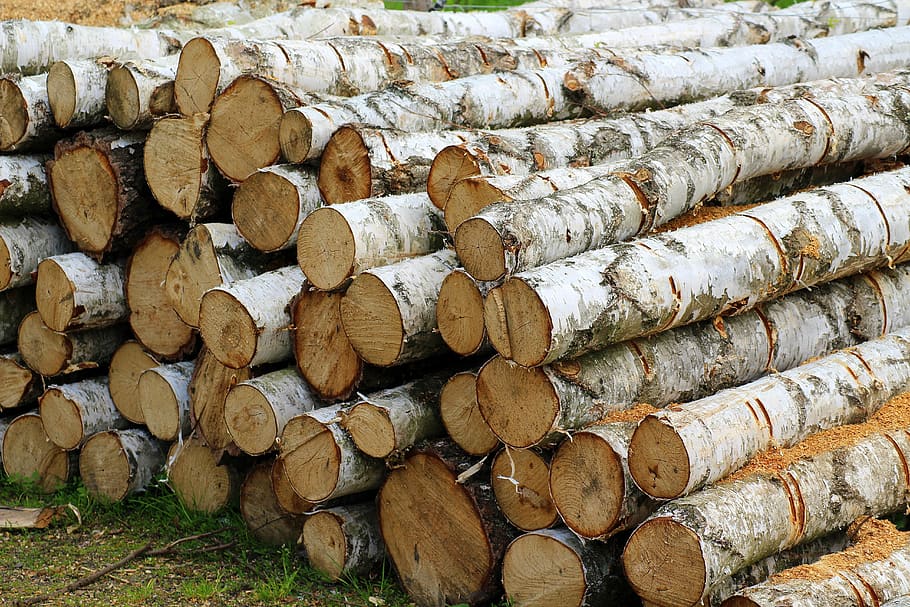 tree, cut, birch, batch, the industry, wooden, firewood, pile of wood HD wallpaper