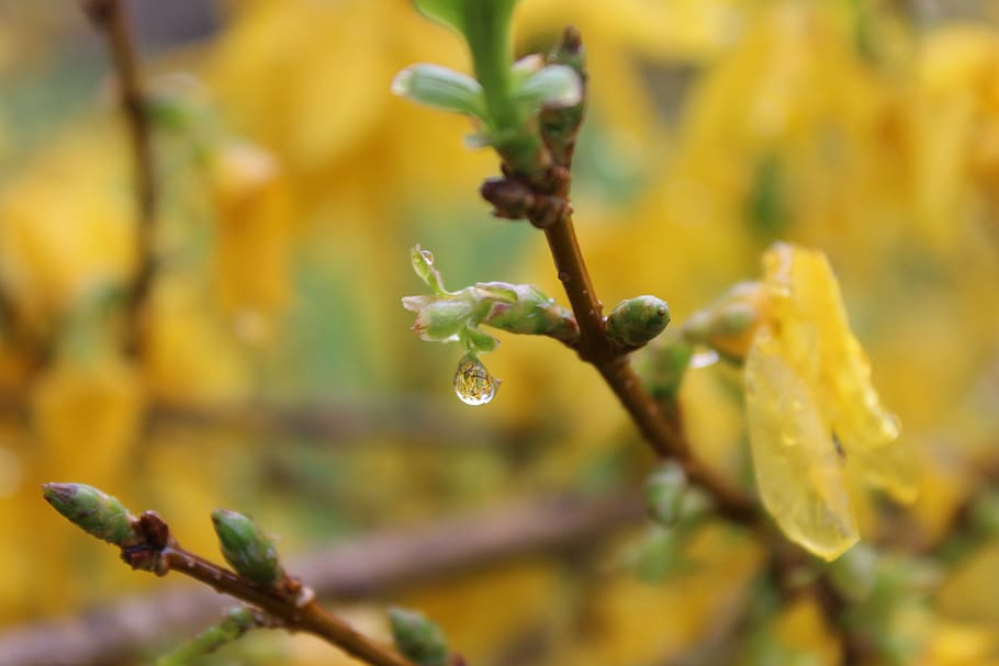 spring, dew, nature, water, plant, garden, flora, wet, yellow HD wallpaper