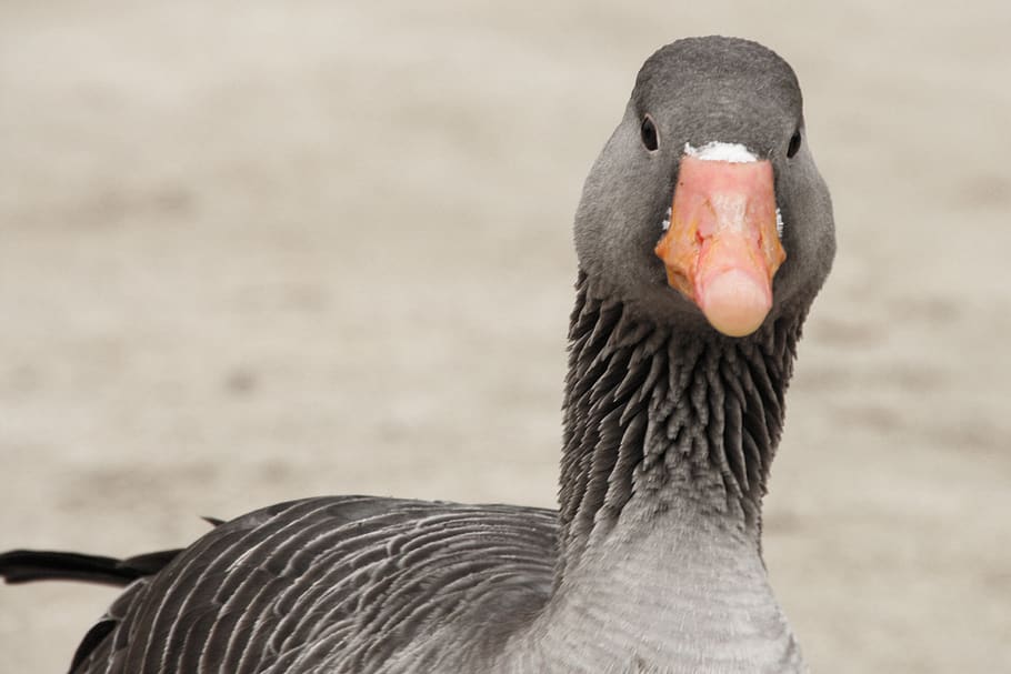 goose, bird, wings, duck, animal, park, nature, close up, beck HD wallpaper