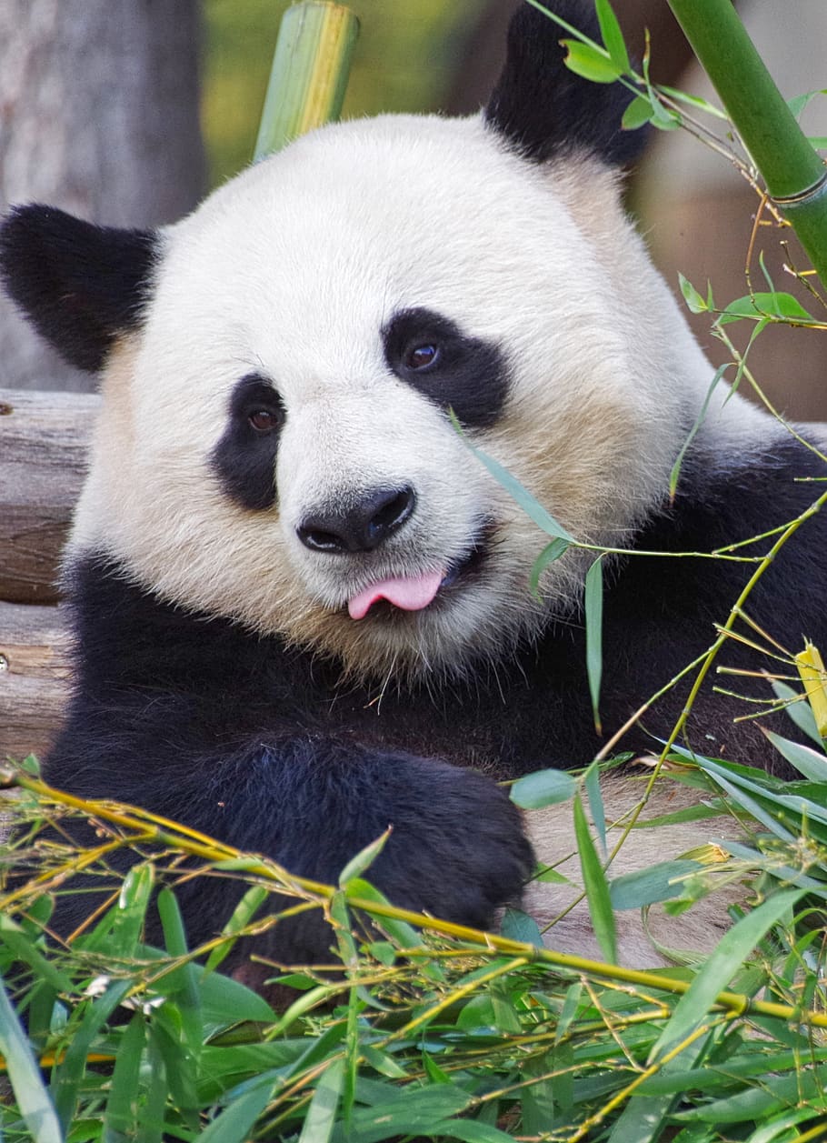 HD wallpaper: panda, giant panda, zoo, china, endangered, mammal ...
