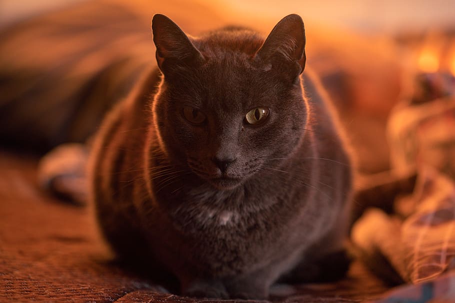gray cat, pet, animal, mammal, manx, abyssinian, human, person HD wallpaper