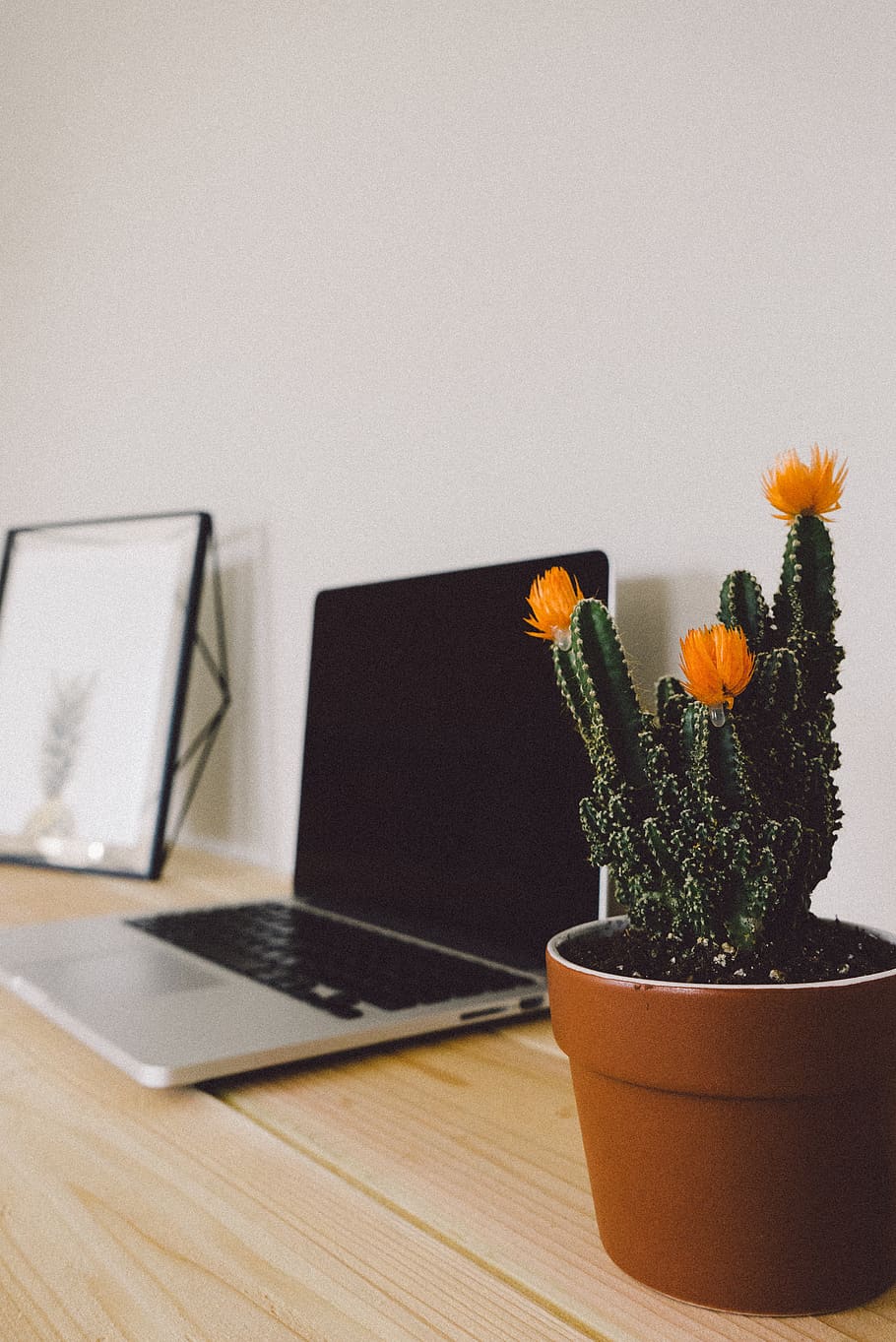Turned-off Macbook Pro Beside Potted Green Cactus, close-up, desk HD wallpaper