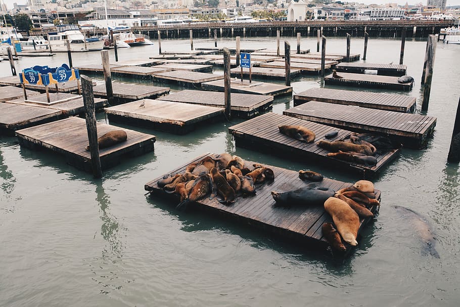 water, high angle view, transportation, group of animals, nautical vessel HD wallpaper