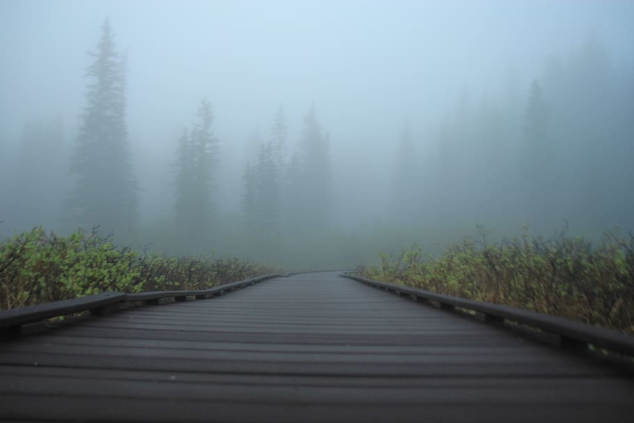 forest, lake, trees, mountain, pine trees, fog, plant, direction HD wallpaper