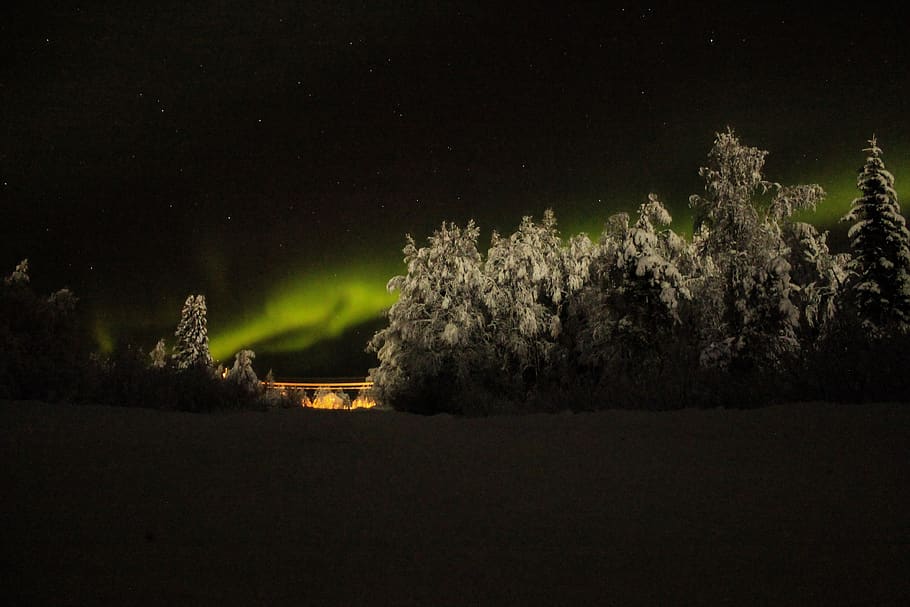 nature, outdoors, night, aurora, night life, light, tree, woodland