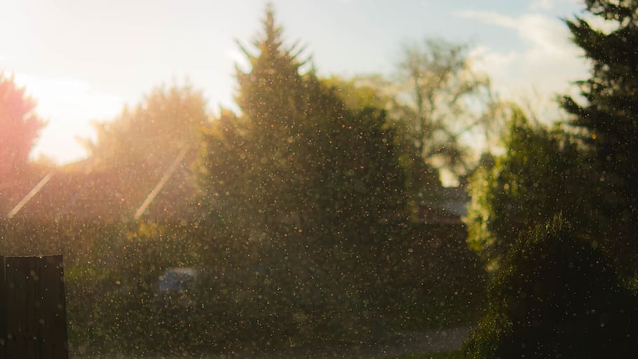 rain, treest, light, sun, plant, nature, sunlight, day, water HD wallpaper