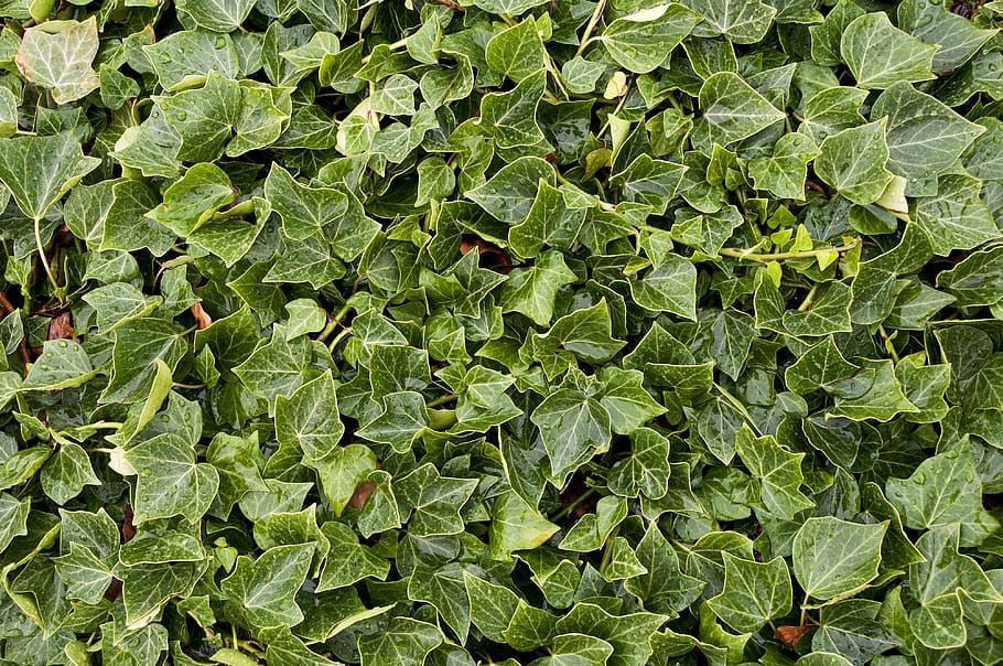 sweden, gotland, pattern, bush, lots, many, blad, shape, leafs HD wallpaper