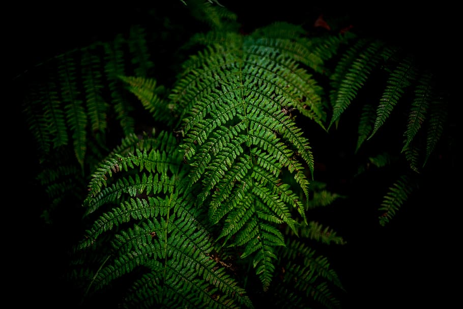 sweden, helsingborg, sofiero slott, ferns, forest, moody, dark HD wallpaper