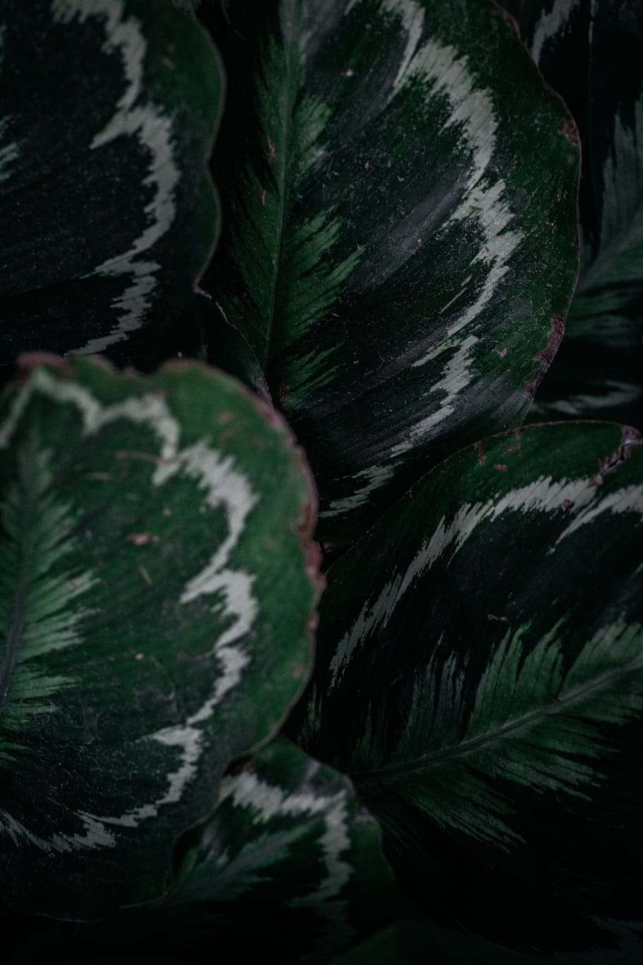 Green-and-white-leafed Plant, close-up, color, environment, fresh HD wallpaper