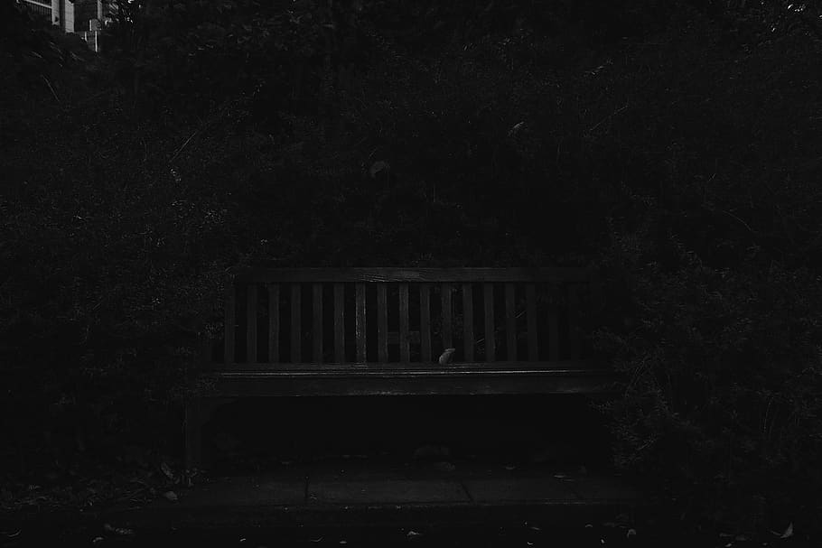 bench, bandw, plant, tree, no people, nature, forest, architecture HD wallpaper