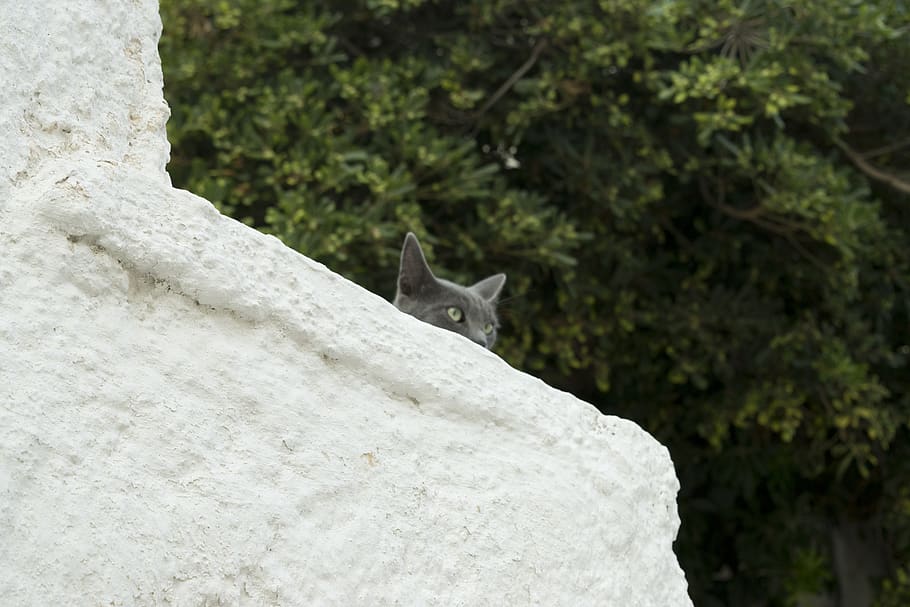 plaka, athens, greece, acropolis, cat, minimal, village, old HD wallpaper