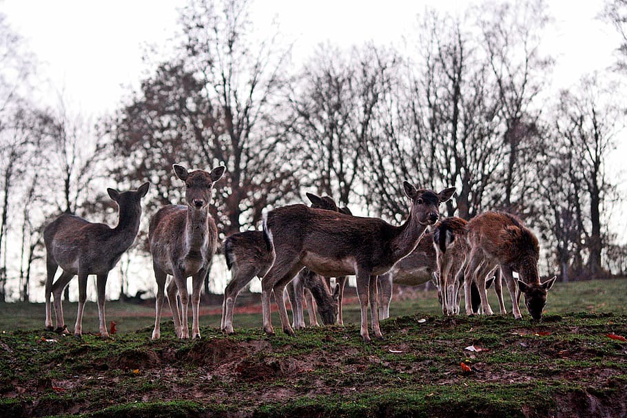 wild, deer, evening, autumn, before resin, bad gandersheim HD wallpaper