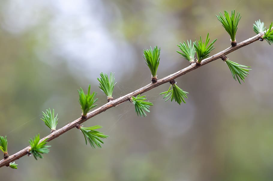 forest, tree, bush, spring, april, may, green, nature, flowering HD wallpaper