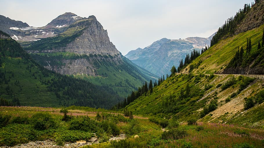 green, tree, grass, path, plant, highland, mountain, valley HD wallpaper