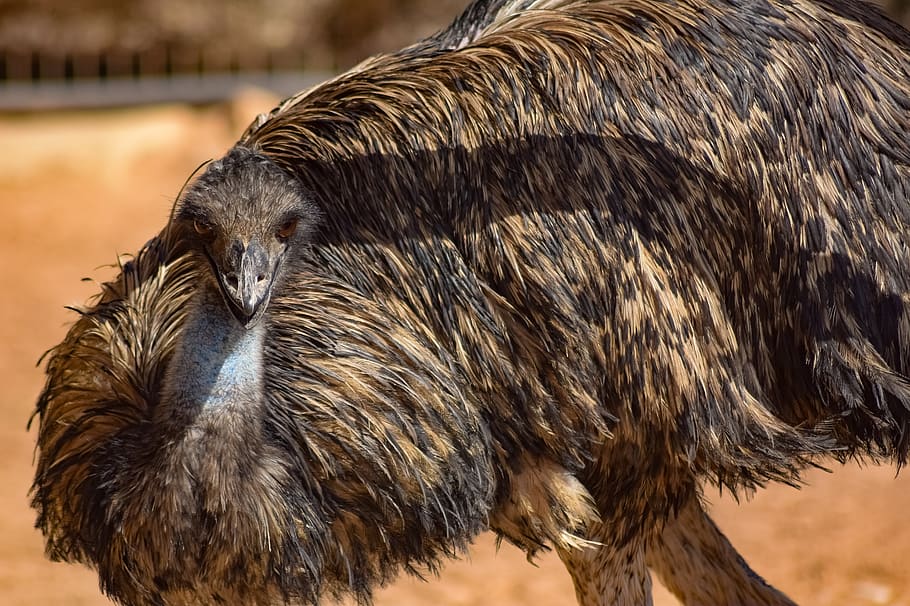 emu, bird, animal, nature, ornithology, feather, fauna, zoo, HD wallpaper