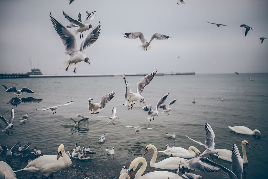assorted birds, animals in the wild, animal wildlife, flying HD wallpaper