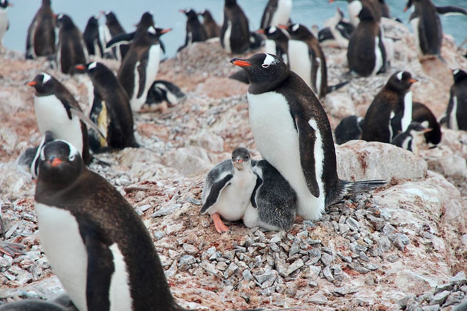 white-and-black penguins, bird, animal, king penguin, antarctica, HD wallpaper