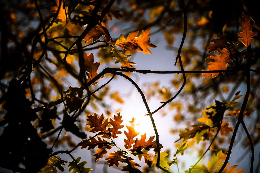 fall, leaves, autumn, forest, tree, trees, plant, change, leaf HD wallpaper