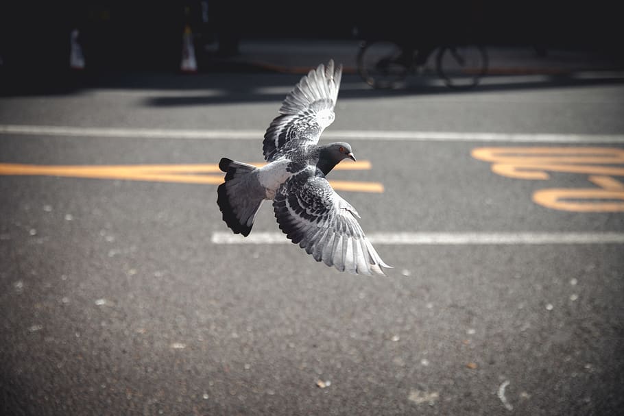 japan, osaka, bird, animal themes, vertebrate, animals in the wild HD wallpaper