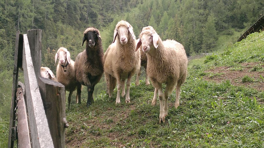 sheep, animal themes, mammal, group of animals, domestic animals HD wallpaper
