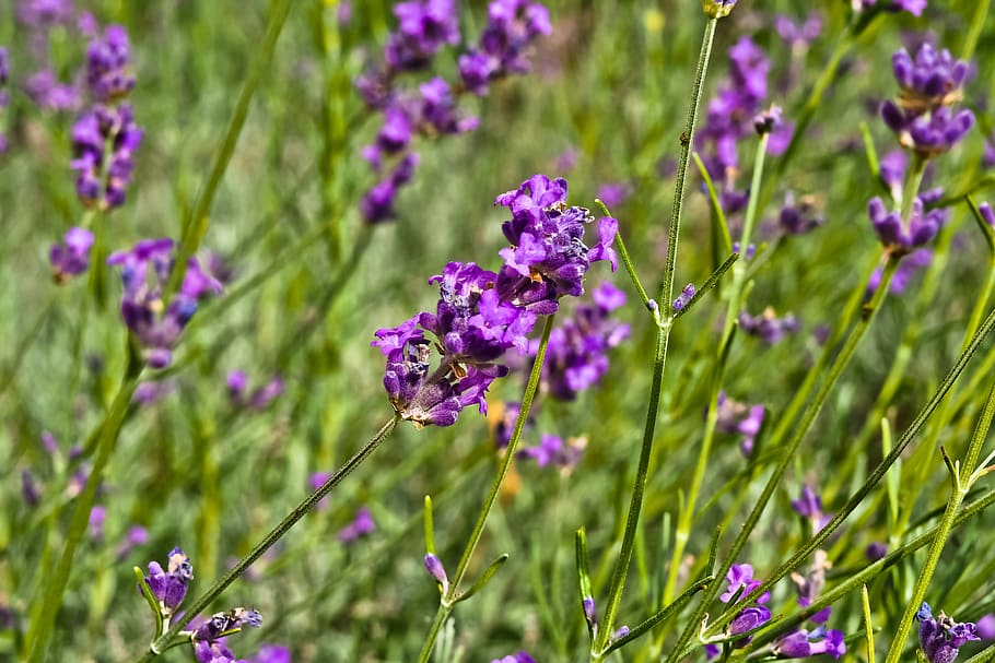 flower, lavender, nature, violet, purple, flowers, summer, fragrance HD wallpaper