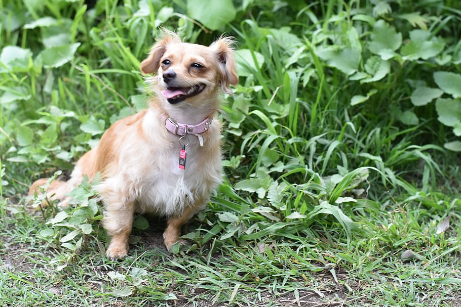 dogs, green, one animal, domestic, domestic animals, canine HD wallpaper
