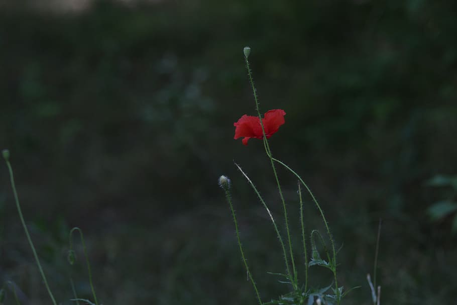 poppy, red, green, growth, plant, freshness, beauty in nature, HD wallpaper
