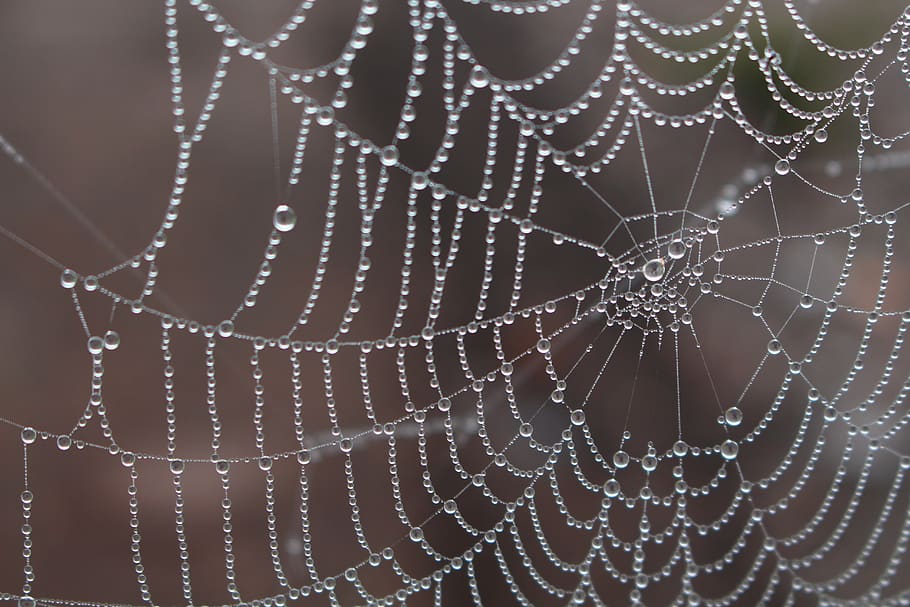 spider, morgentau, cobweb, dew, dewdrop, nature, close up, drip HD wallpaper