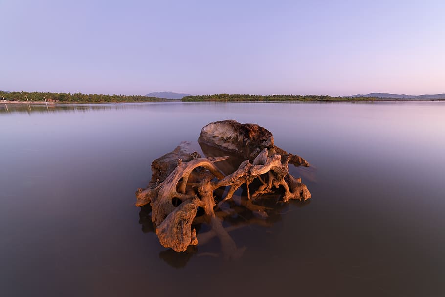 brown driftwood, water, nature, animal, invertebrate, insect HD wallpaper