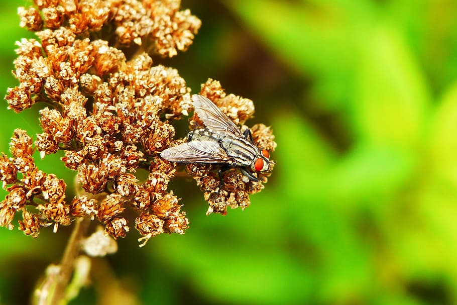 mucha, insect, muchówki, animals, nature, at the court of HD wallpaper