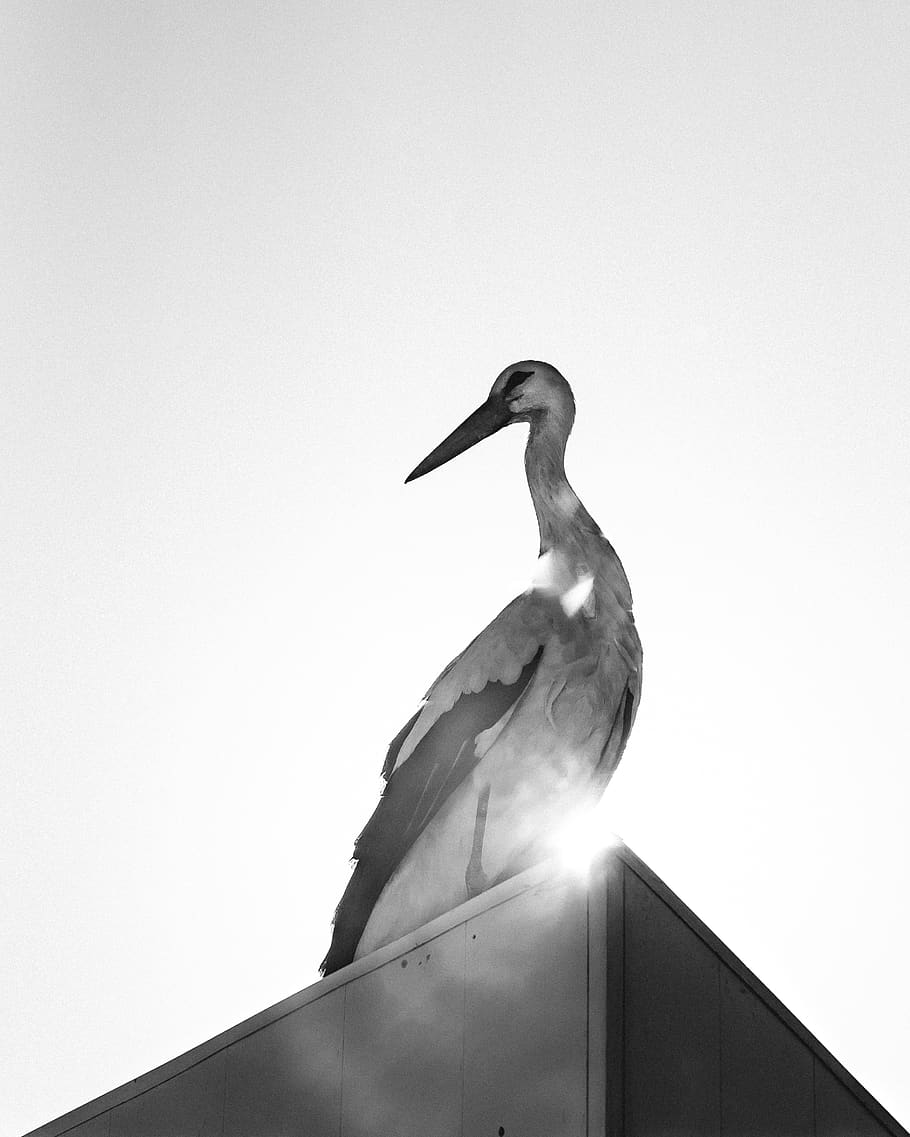animal, stork, waterfowl, bird, contrast, black and white, turkey HD wallpaper