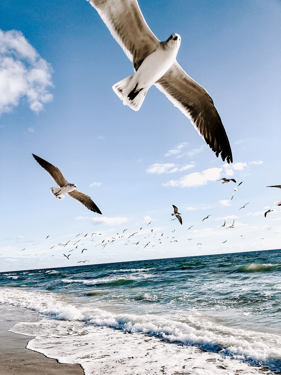 Download wallpaper 800x1200 seagull bird beak stone sea iphone 4s4 for  parallax hd background