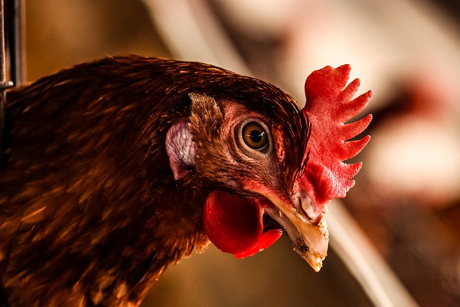 Brown Rooster, beak, bird, chicken, close-up, domestic, eye, feather HD wallpaper