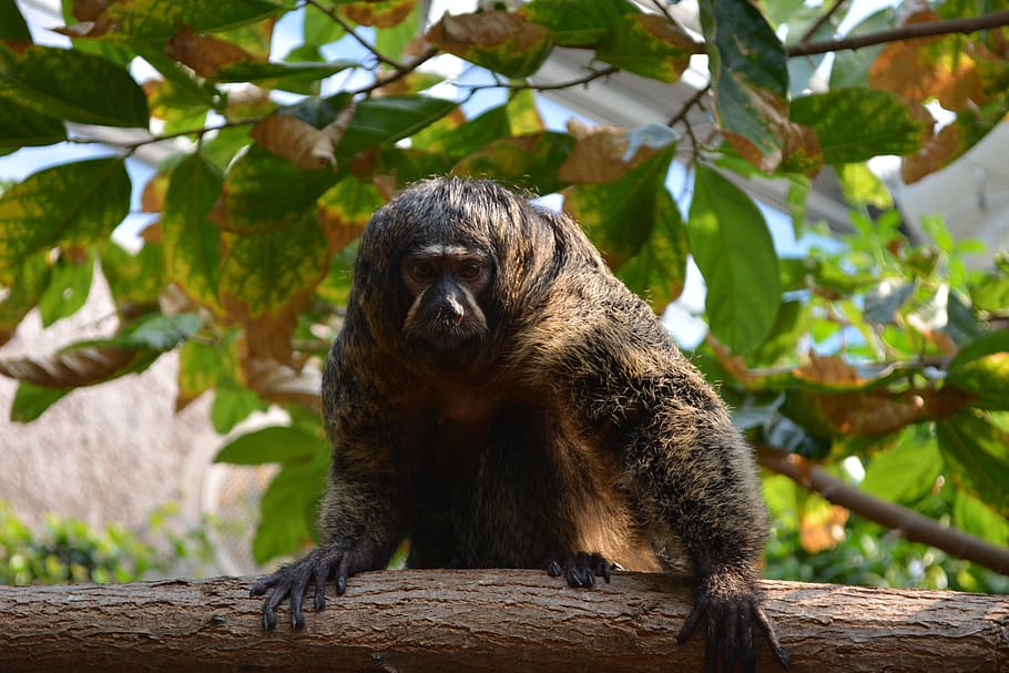 monkey, nature, funny, climb, jungle, zoo, tiergarten, creature HD wallpaper