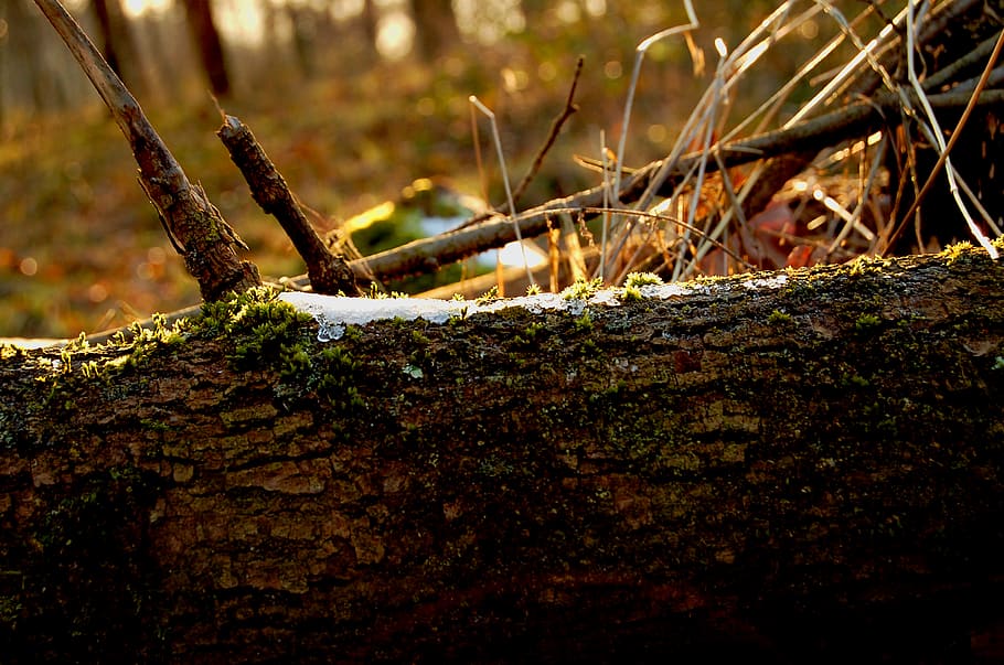 tree, plant, ground, tree trunk, nature, forest, snow, frost, HD wallpaper