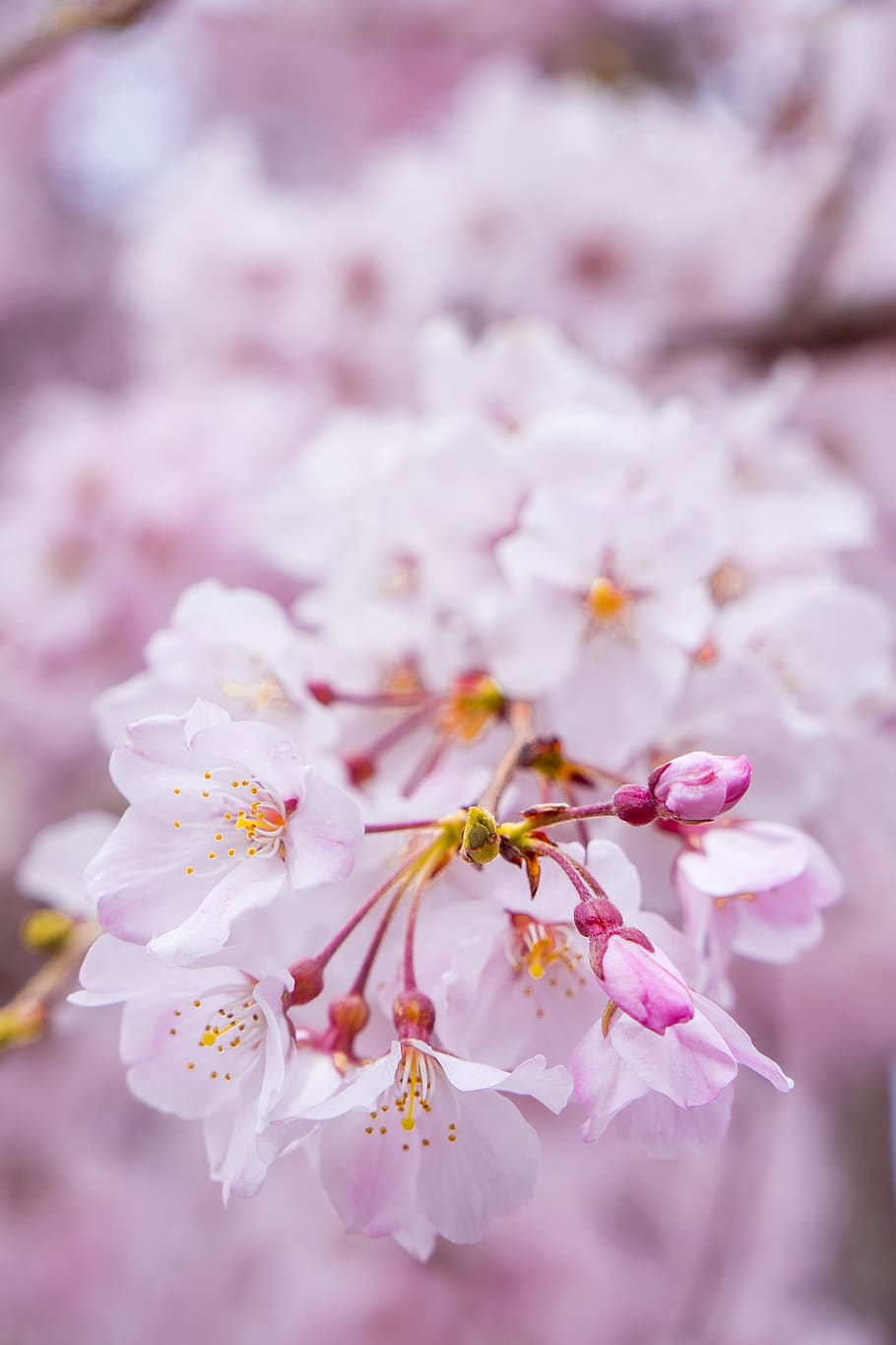 pink flowers, flowering plant, freshness, fragility, beauty in nature HD wallpaper