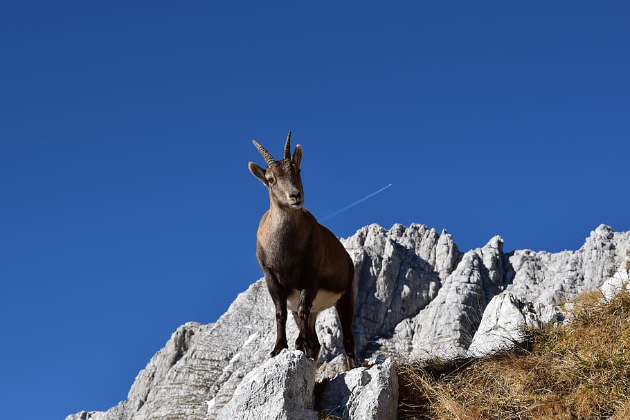 animal, one animal, clear sky, animal themes, mammal, rock HD wallpaper