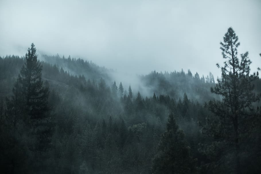 trees, fog, forest, evergreen, evergreens, clouds, landscape HD wallpaper