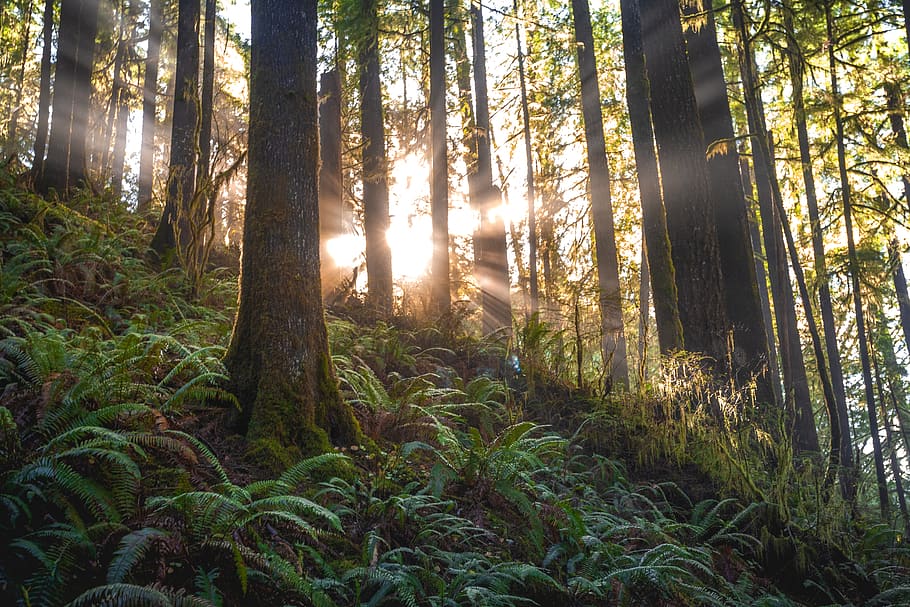 Scenic Photo of Forest With Sunlight, 4k wallpaper, branches HD wallpaper