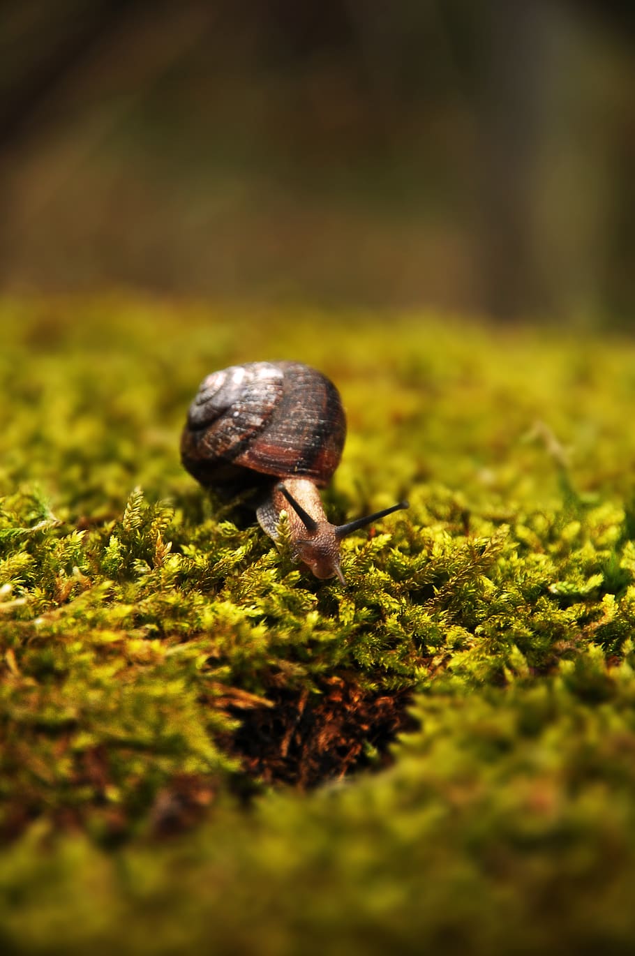 worm, snail, mollusk, creature, animal, moss, nature, conch HD wallpaper