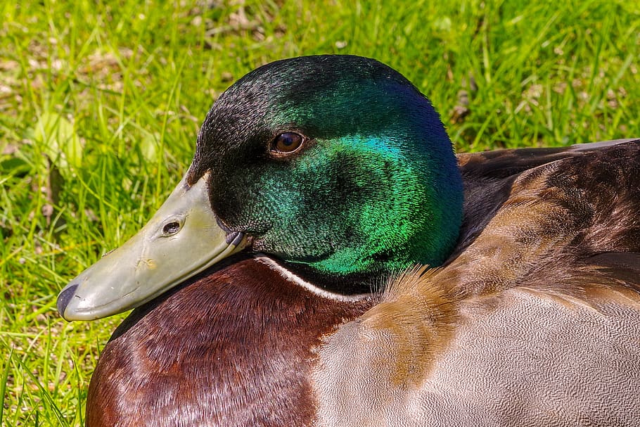duck, rest, sun, close-up, bird, animal themes, vertebrate HD wallpaper