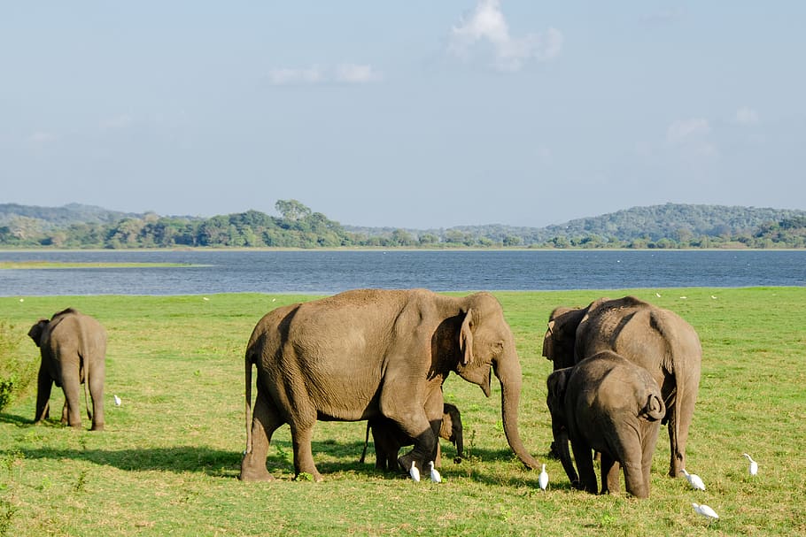HD wallpaper: elephant, asian elephant, sri lankan elephant, animal, mammal  | Wallpaper Flare