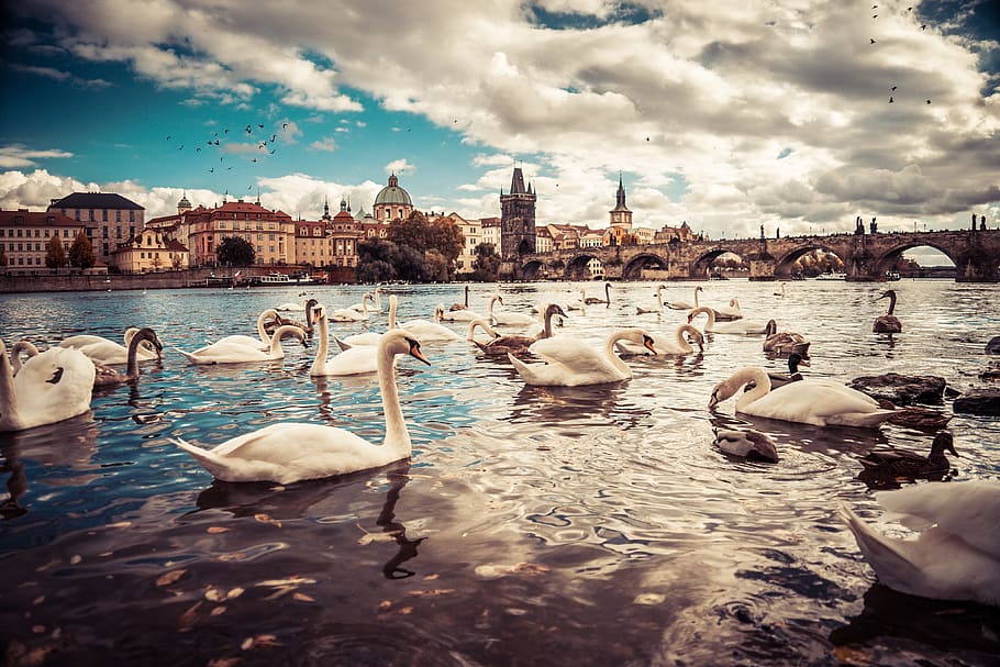 White Swans near Charles Bridge in Prague, animals, architecture, HD wallpaper