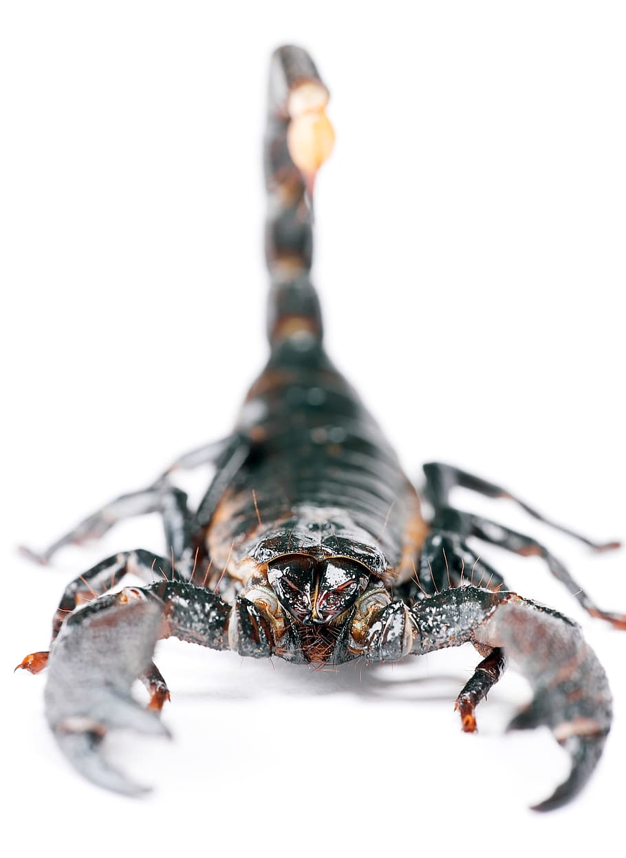 scorpion, stinger, isolated, poisonous, claw, one, living, invertebrate, HD wallpaper