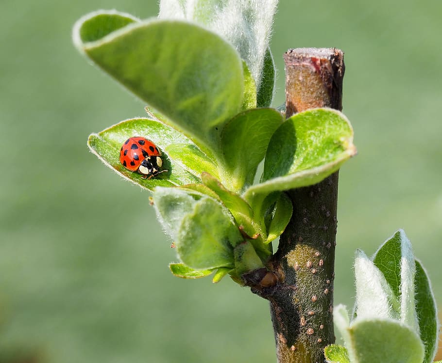 ladybug, foliage, red, green, plant, leaf, animal wildlife HD wallpaper