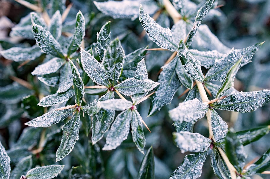 hoarfrost, winter, cold, winter magic, icy, iced, cold temperature HD wallpaper