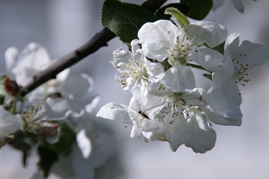 tree, natural, background, flower, flowers, bloom, springtime HD wallpaper