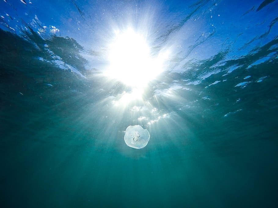 HD wallpaper: animal, fish, jellyfish, ocean, sea, sun glare, sunlight ...