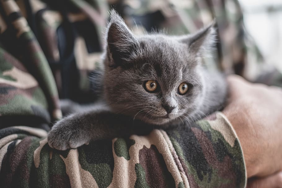 person holding gray kitten during daytime, animal, cat, mammal, HD wallpaper
